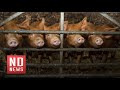 Чума свиней в уральских сёлах. Фермеры подозревают заговор