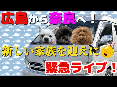 【キャンピングカー ハイエース】広島から奈良へ 新しい家族を迎えに行きます #トイプードル #フレンチブルドッグ