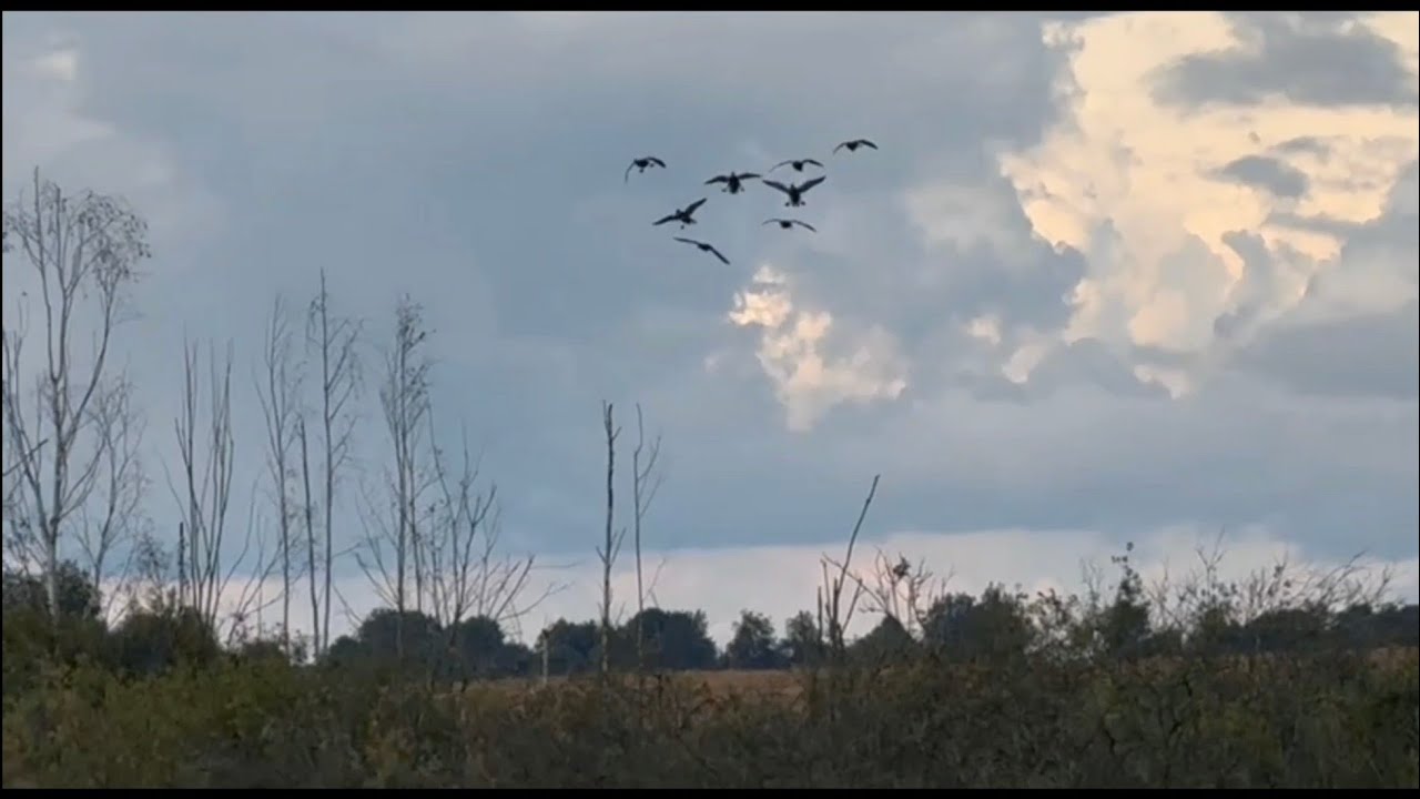 Пытаемся охотиться в поле на уток и  вяхиря. 