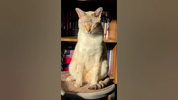 Watch the video about Beautiful cat soaking up sunlight ☀️