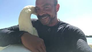 Wild Mute swan Edd🦢gives human cuddles 🥰🤗🥰