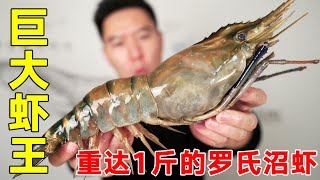 The Big Mac Shrimp King is here! The Macrobrachium rosenbergii  which weighs 1kg and is thicker tha