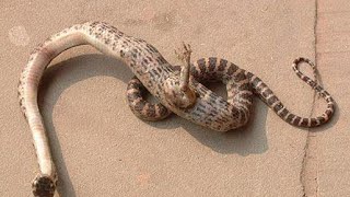 Top 10 Animals You Won't Believe Actually Exist