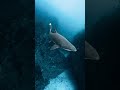 ✨ 3 Tips for Editing Your Underwater Photos