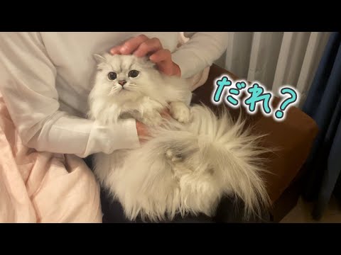 初めて飼い主の両親と会った猫の反応が意外すぎました笑
