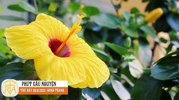 Phút Cầu Nguyện, Thứ Bảy 28/10/2023: Xin Chúa nhìn đến chúng con