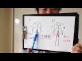 大腰筋を使えるようになるための基礎知識②