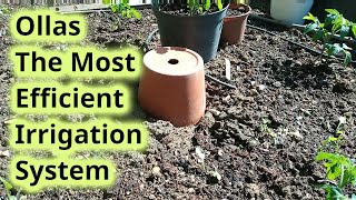 Ollas - The most efficient irrigation system in the world (How to make)