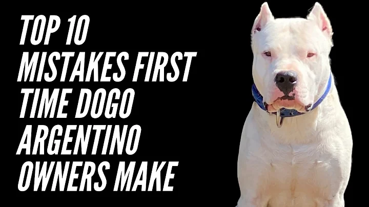 TOP TEN MISTAKES FIRST TIME DOGO ARGENTINO OWNERS MAKE - DayDayNews