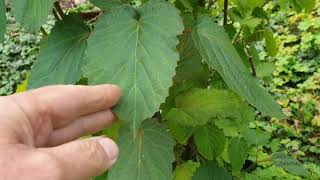Davidia involucrata 'Vilmoriniana' davídie listenová