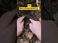 den letzten Kriegstagen auf der Spur #schatzsuche #metaldetecting #wk2 #shorts