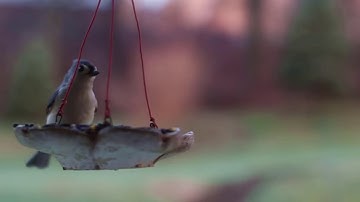 Speed Zoom /Acceleration effects on footage