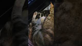 Muffin Had Kittens💕🥰😻 So Cute💕 by Lioness and Lambie and More 1 view 3 weeks ago 2 minutes, 9 seconds