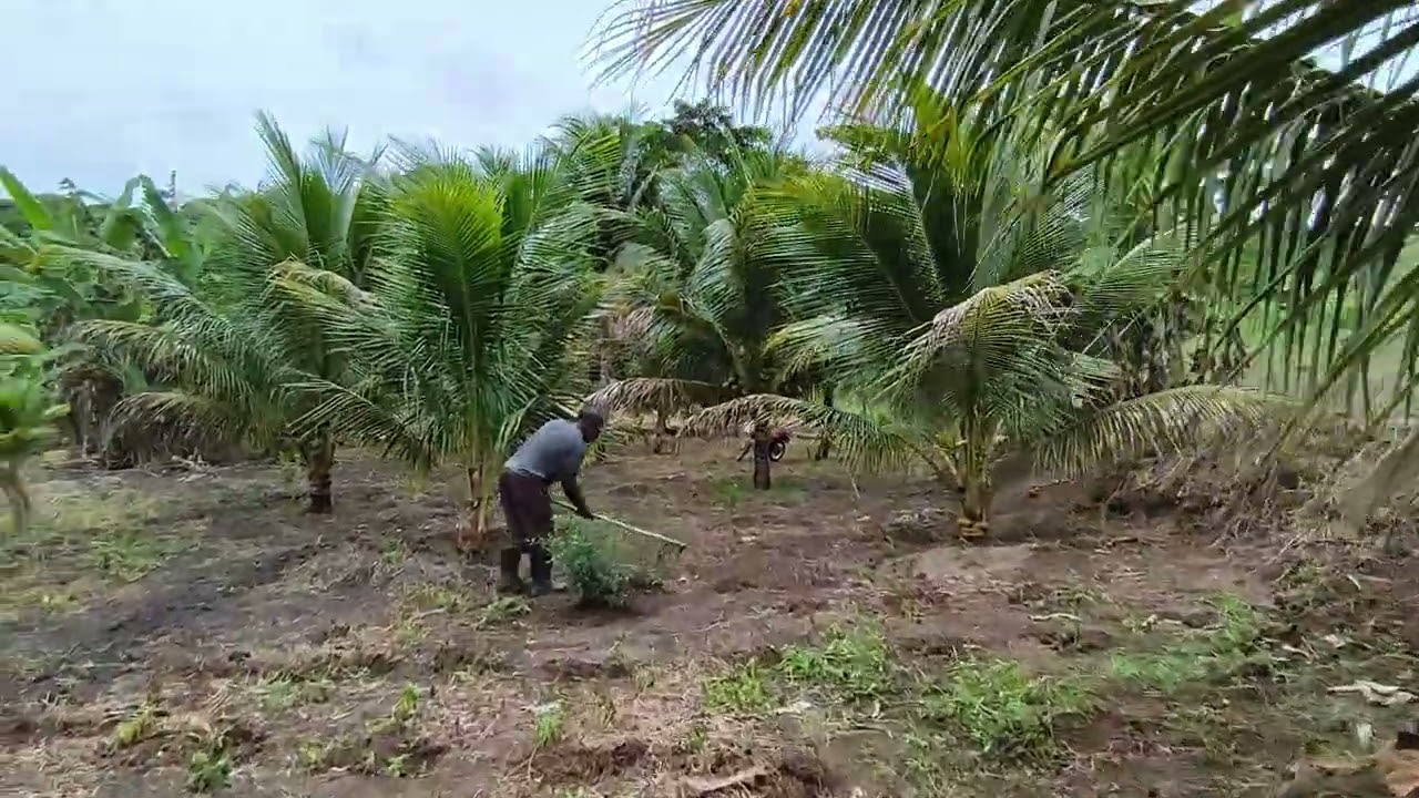 Novamente no sítio Canaã 