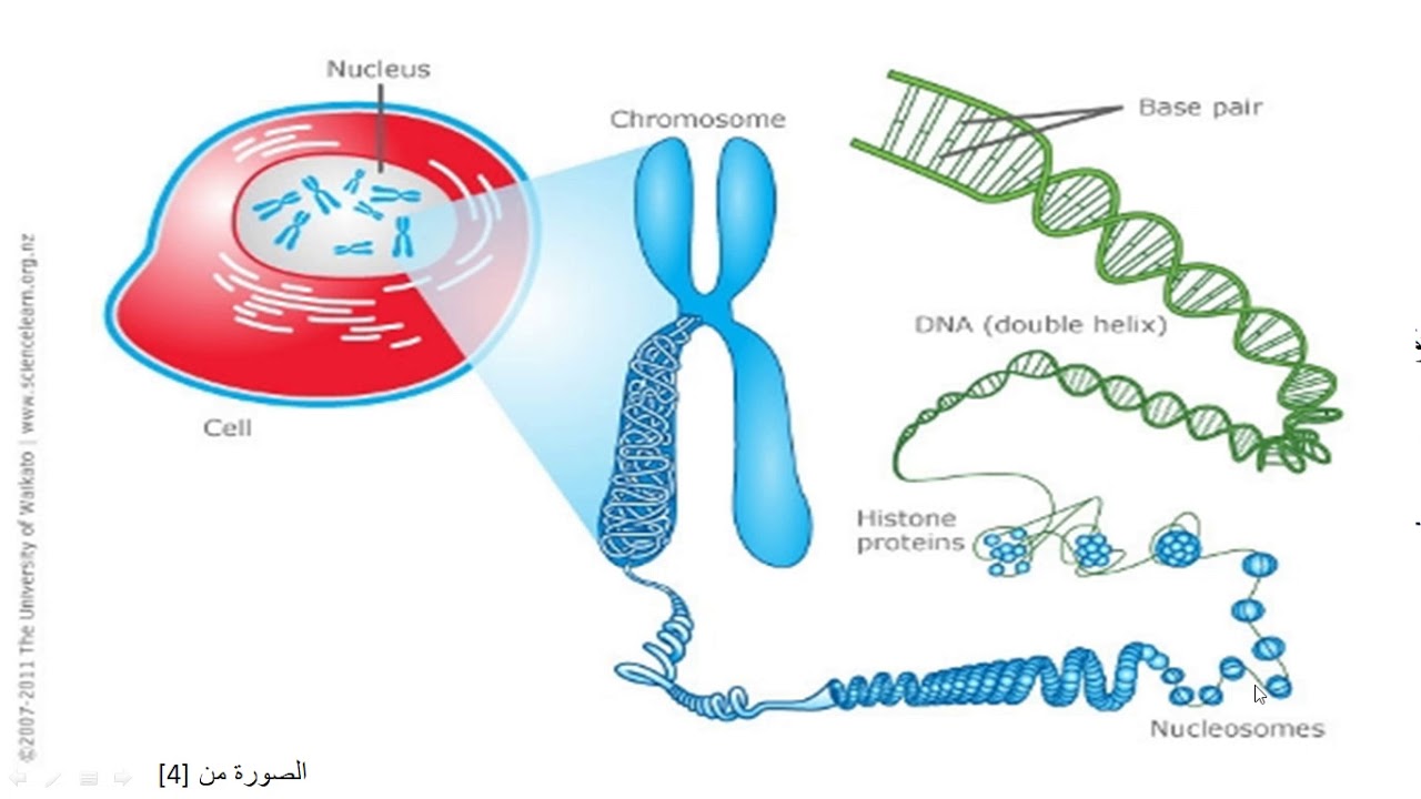 DNA Double Helix. Reproductive Genetics. Helical structure.