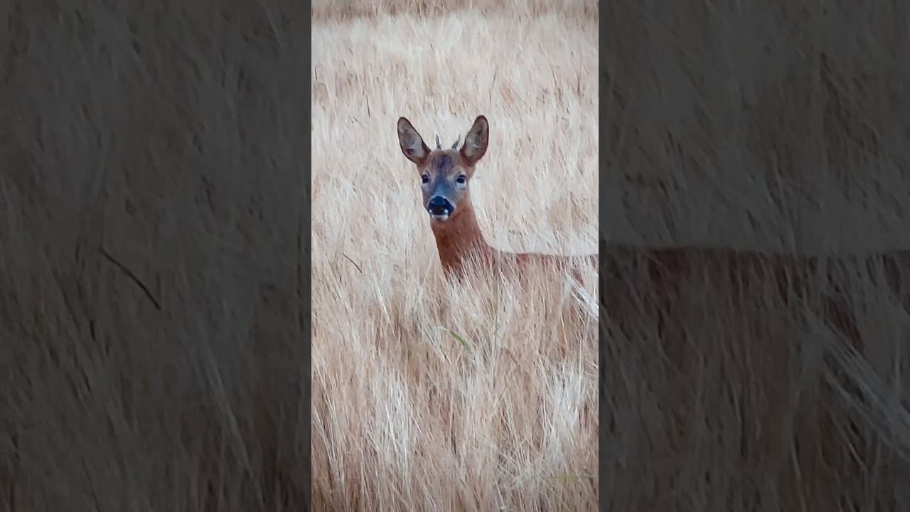Roe rut is nearly here! I hope everyone has got their favourite calls ready!!!! 🤞🏼 enjoy