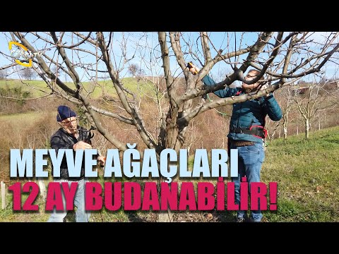 Video: Guava'm Çiçeklenmiyor - Bir Guava Ağacının Çiçeklenmemesinin Nedenleri