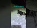 寒冷地仕様の黒柴🐕極寒のあさんぽ　#柴犬#黒柴#寒冷地仕様#すりすり#犬＃雪#パウダースノー#4wd