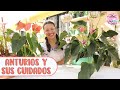 ANTURIOS Una guía completa de sus cuidados │Candy Bu