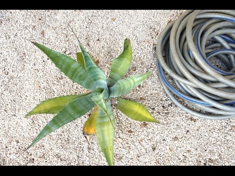 How to Maintain a Gravel Garden - YouTube