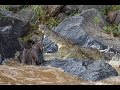 Huge crocodile kills wildebeest