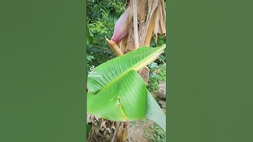 phát hiện cây chuối đột biến