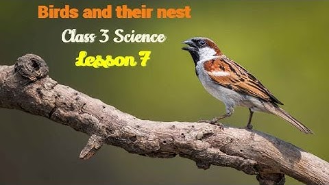 DAV class 3 science chapter 7 Birds and Thier Nests - Explaination Class -3rd DAV School