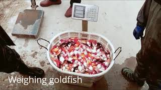 Two Minutes To See How The Goldfish Farm Sells Goldfish