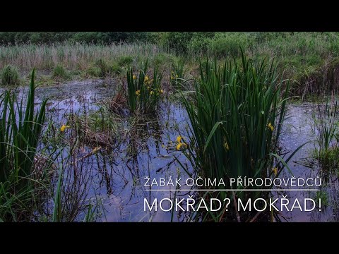 Video: Ako dlho platia vymedzenia mokradí?