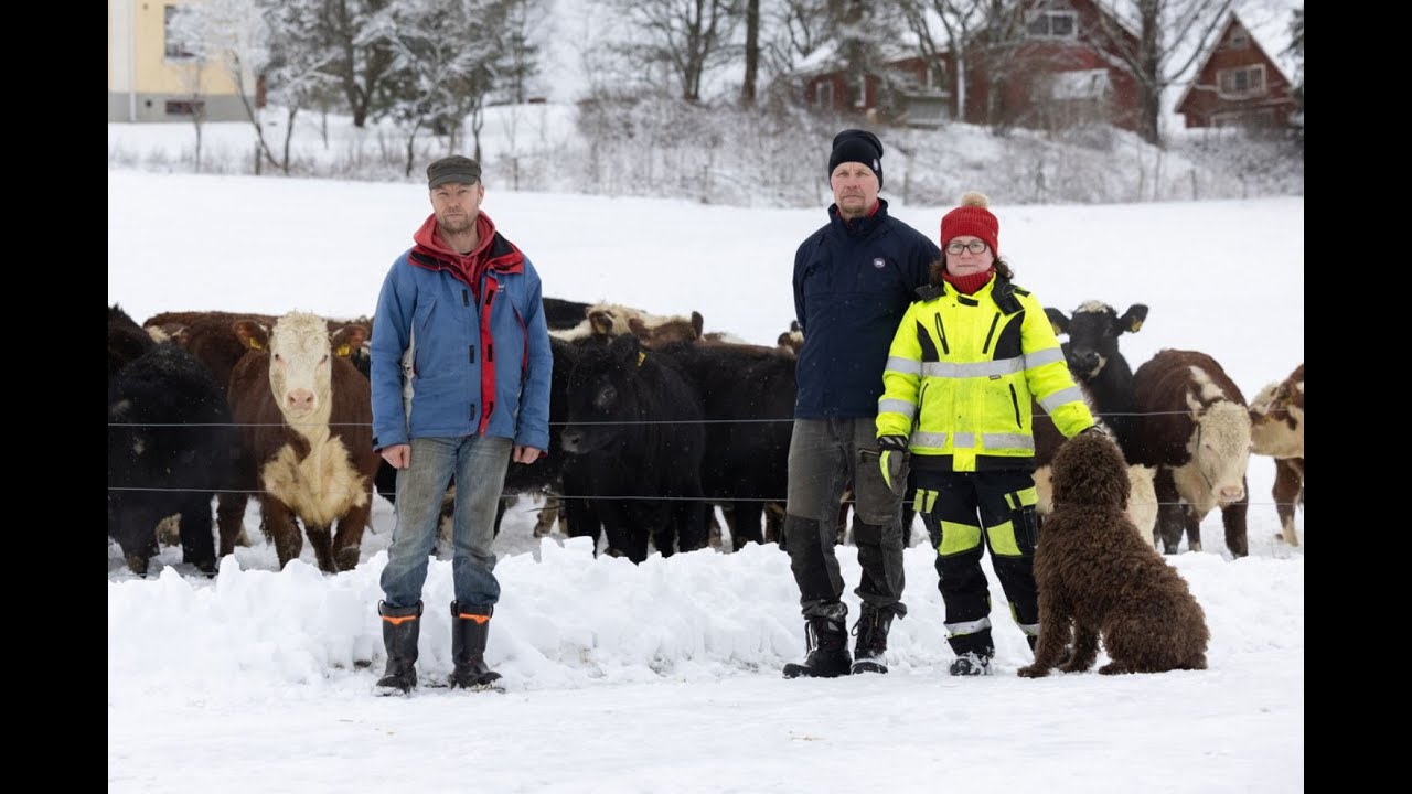 Vuoden ympäristösankarin emolehmät laiduntavat luonnon laitumilla