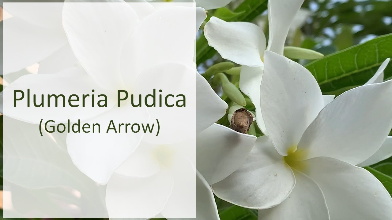 Plumeria Pudica - General Care - thptnganamst.edu.vn