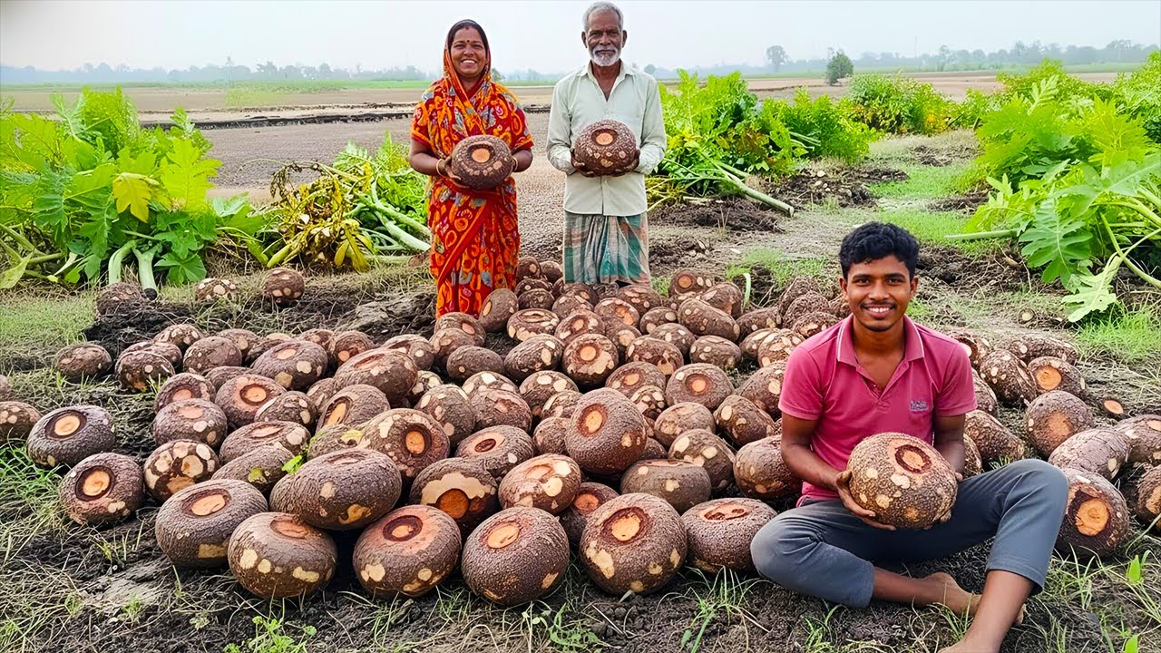 Amazing Elephant Foot Yam Harvesting Process | Art Action