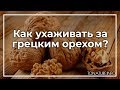 Как ухаживать за грецким орехом? | toNature.Info