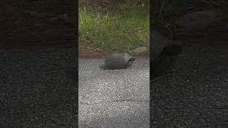A turtle on a mission turtle wildlife floridawildlife viral shorts