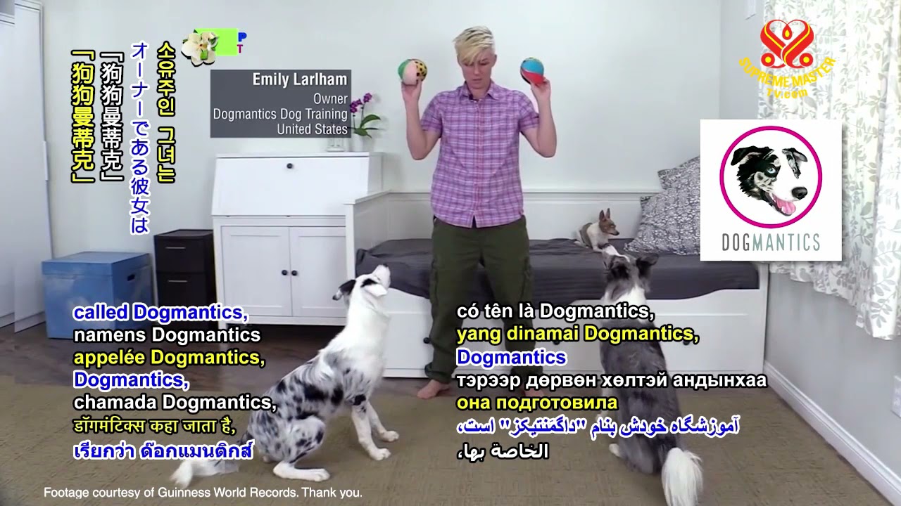 1246 NWN 7 two dogs in United States achieve Guinness world record 6m