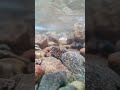Play music and shoot in the water DOOGEE S punk #phone #tech #doogee