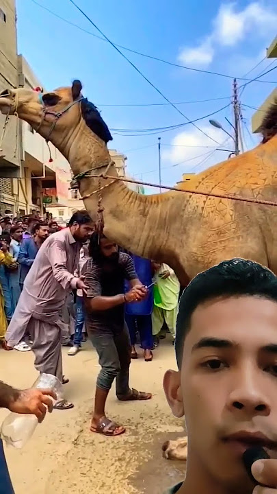 Begini cara orang arab menyembelih unta #cowbeauty #explore