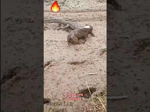 Pitbull Dog Attitude Status Pitbull Vs Comodo Dragon Shorts Pitbull Viral Doglover