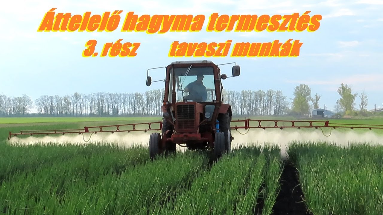 Áttelelő hagyma termesztés 3. rész - tavaszi munkák