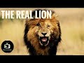 Courage is one of the traits of a real lion , here some amazing facts about lions