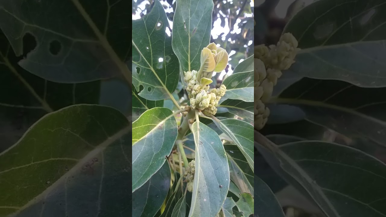 How to know if avocado buds burst as flowers or new leaves | In this video it is a flower buds