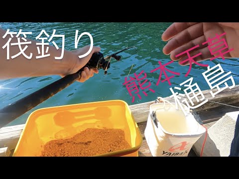 真夏の熊本天草樋島で筏釣り #天草釣り #ダゴチン #熊本釣り