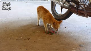 Street cat looks so sad and hungry by Animals Technique 1,273 views 2 years ago 2 minutes, 46 seconds
