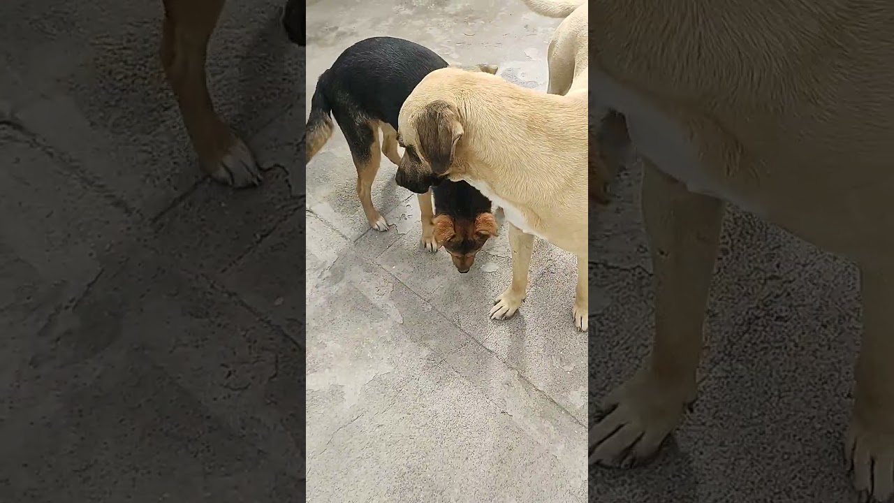 Ayúdame para sacar adelante a oso y a bombón y a luz sin tu apoyo 🙏🐕‍🦺 no puedo sola 