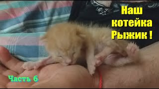 Наш котейка Рыжик! Часть 6 #Shorts