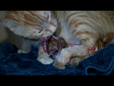 Video: Zurückgehaltene Plazenta Bei Katzen - Zurückgehaltene Plazenta