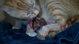 Part 2 - a short clip of phoebe eating the placenta and umbilical cord
from kitten #2. join us on facebook
https://www.facebook.com/zeusandphoebe/ http...