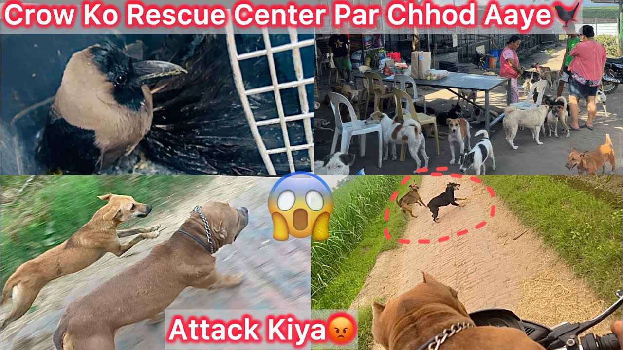 NGO Mai Gye Crow Ko Chodne🐦‍⬛ || Rock N Desi Gang K Sath Mil Jungle Dogs Par Hamla Bol Dea😱
