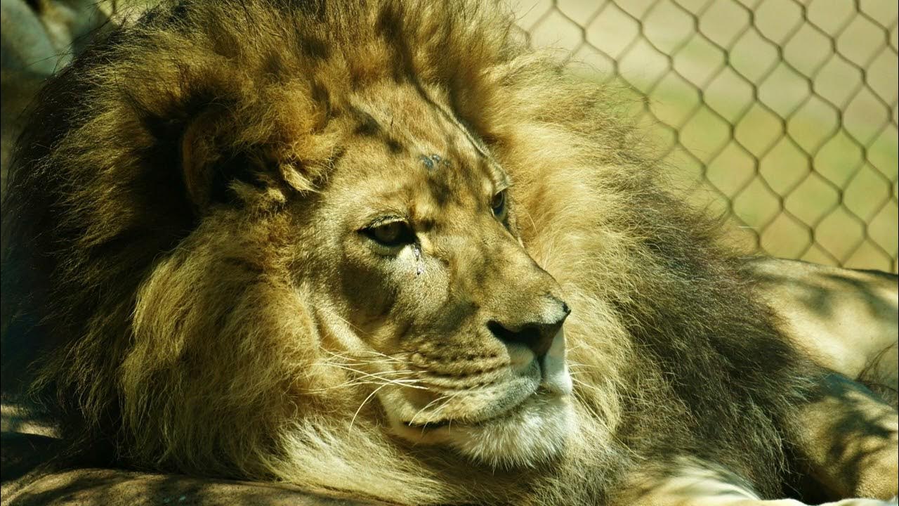 Лев крупным планом. Лев. Лев 216. Лев обои. Морда льва.