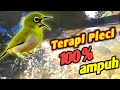 terapi pleci suara air mengalir 100% ampuh mempercepat pleci buka paruh